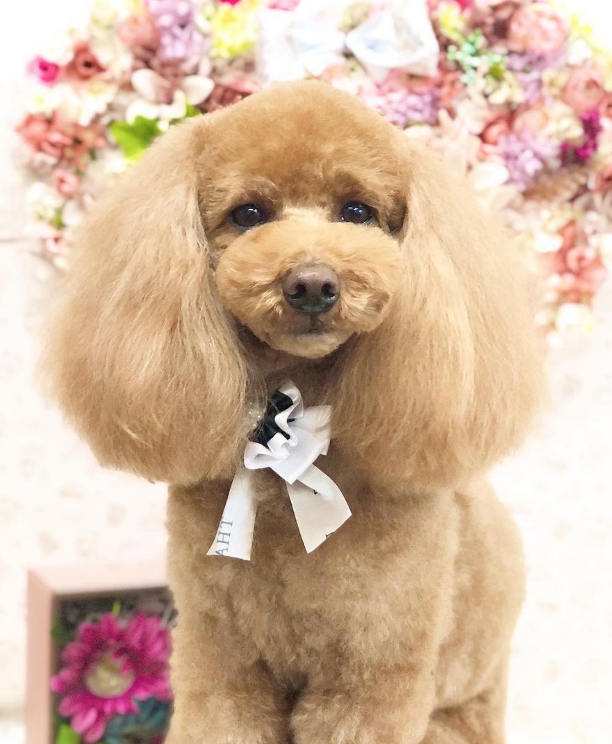 ベリーちゃんの写真